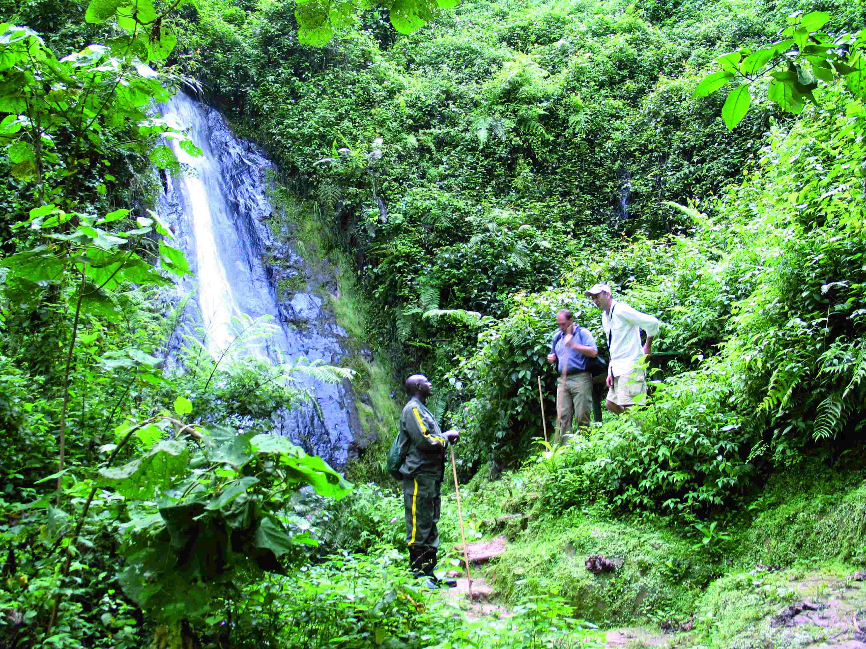 8 jours de safari au Rwanda - Pistage des chimpanzés et promenade dans la canopée de la forêt de Nyungwe. - Pistage des chimpanzés et promenade dans la canopée dans la forêt de Nyungwe.