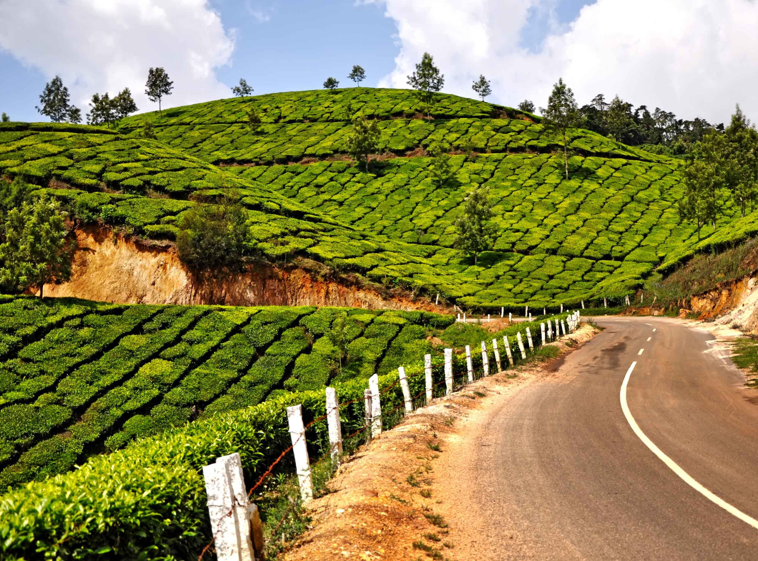 From Chennai to Cochin, explore the senses. - Madurai to Munnar (153 km - 5 hours) - Madurai à Munnar (153 km - 5 heures)