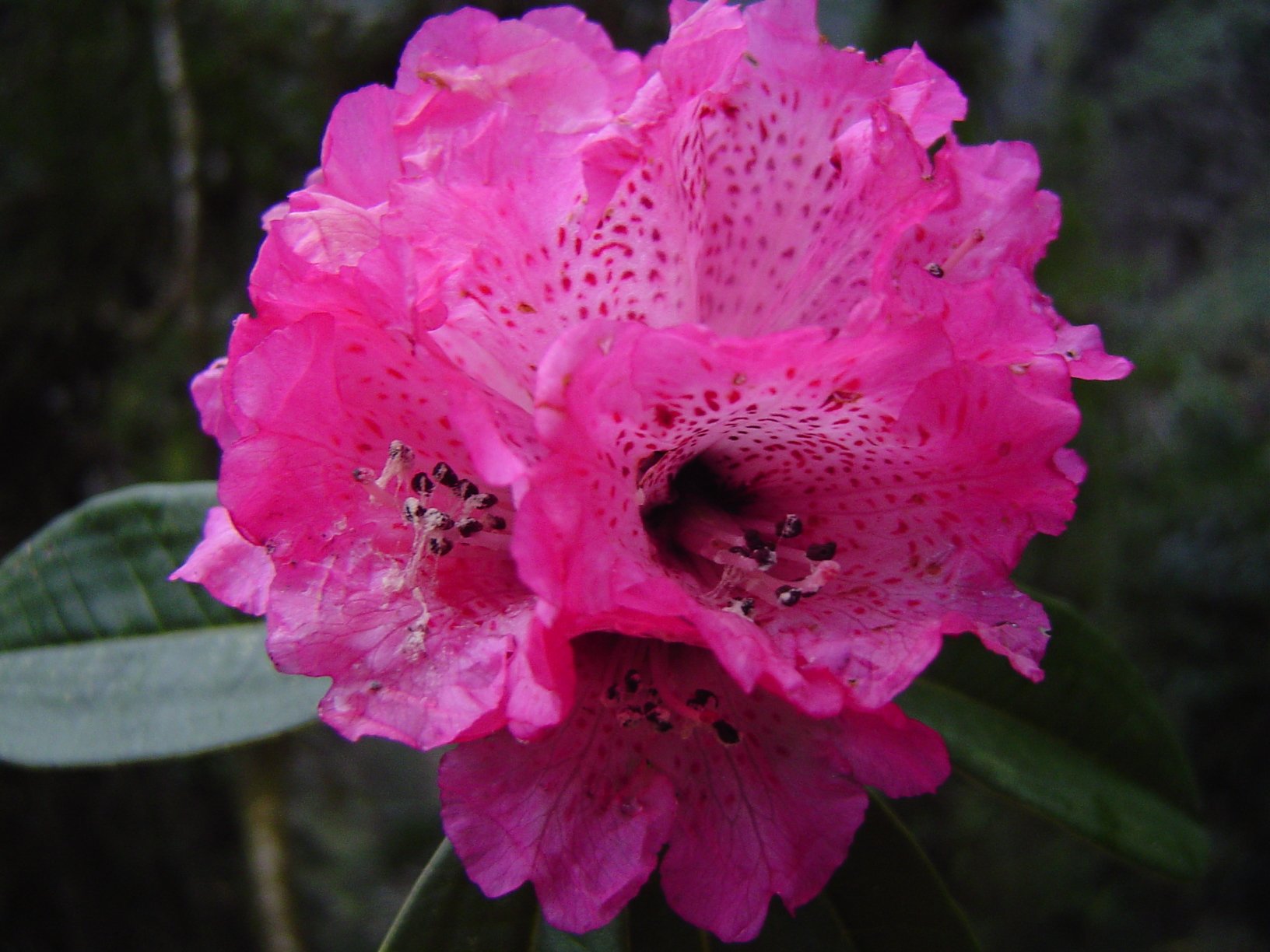 Les splendeurs de l'Himalaya - Arrivée à Katmandou - Arrivée à Katmandou