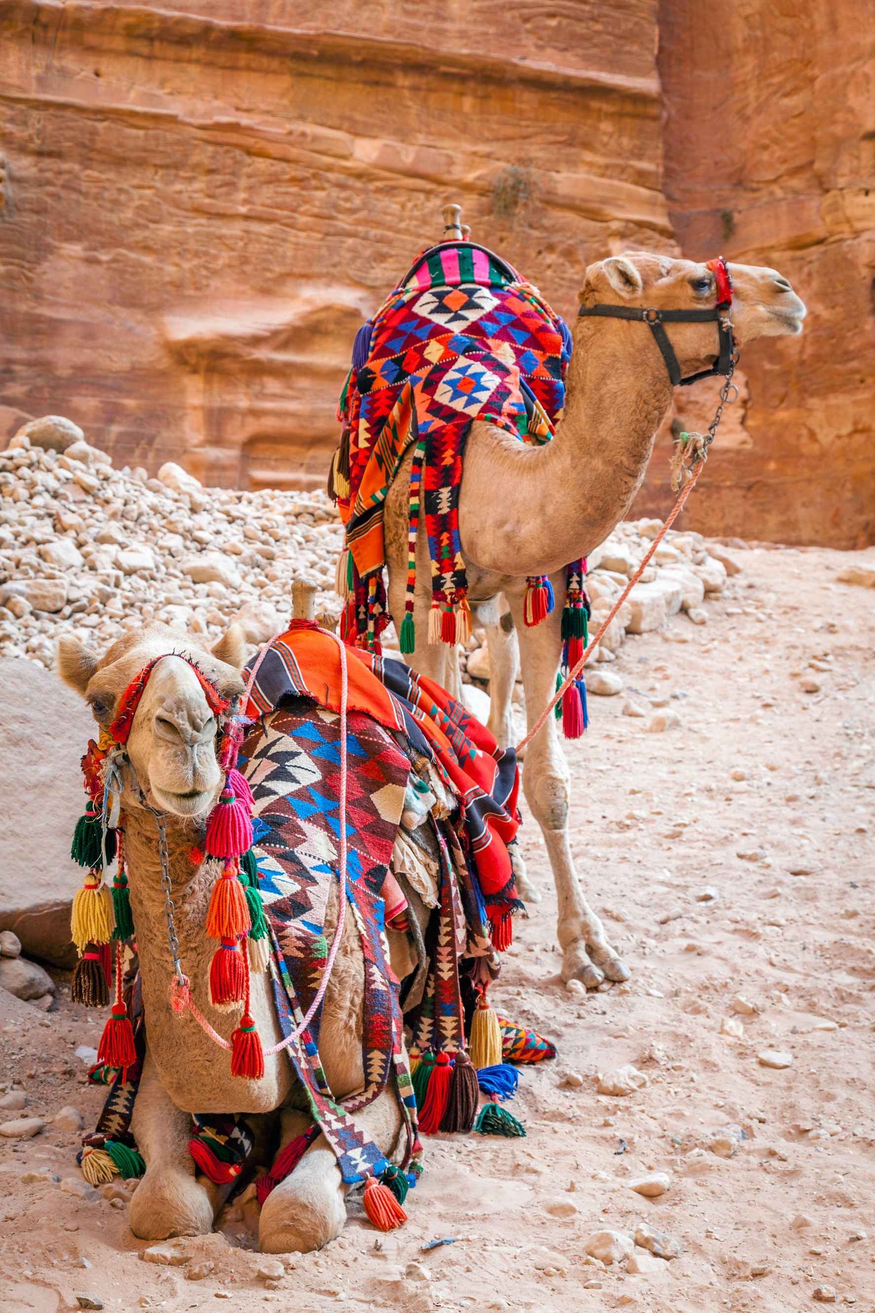 Jordania ecológica - Segundo día en Petra, Wadi Rum - Deuxième journée à Pétra, Wadi Rum