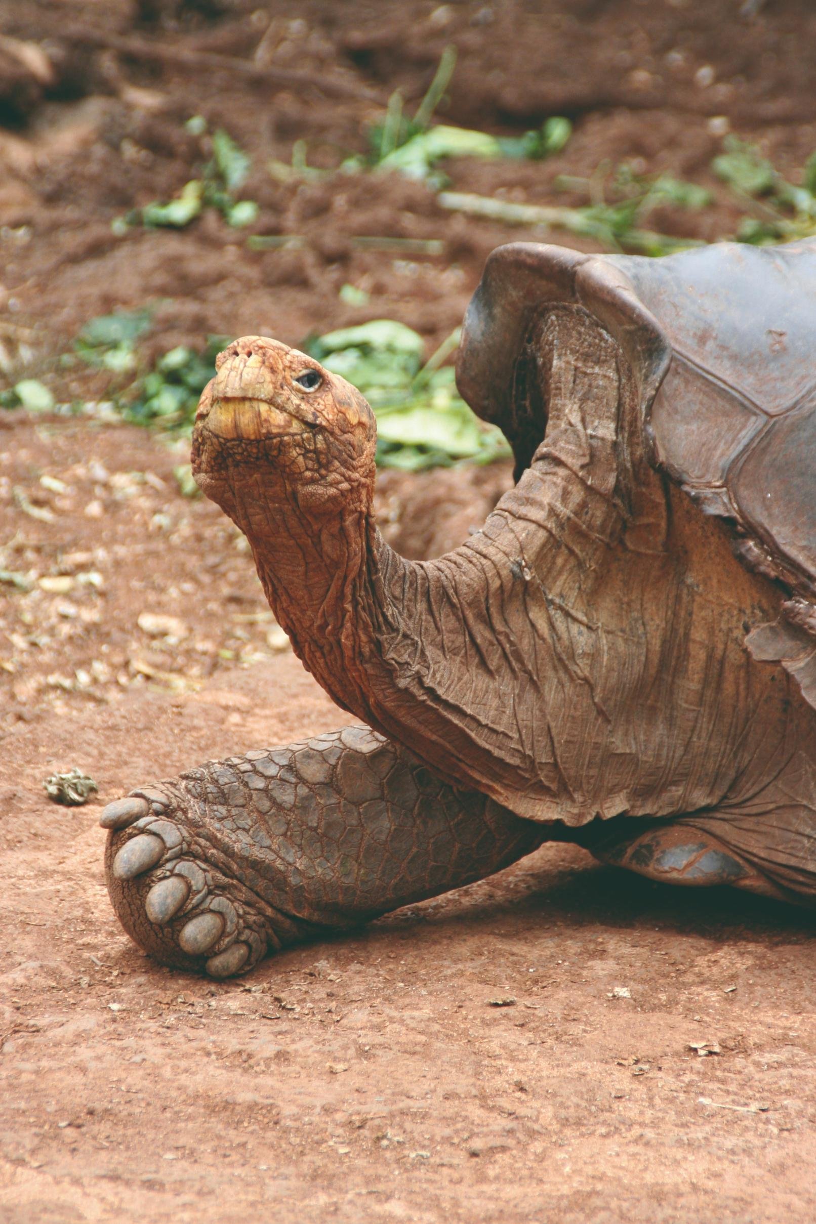 Paradis naturels - Le Cap Rose, ses tortues, ses fous à pattes bleues. - Le Cap Rose, ses tortues, ses fous à pattes bleues