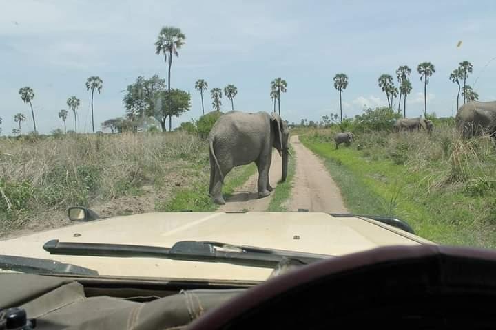 Safari de 4 jours à la réserve de Selous - Selous Game Reserve - Dar es Salaam - Selous Game Reserve - Dar es Salaam