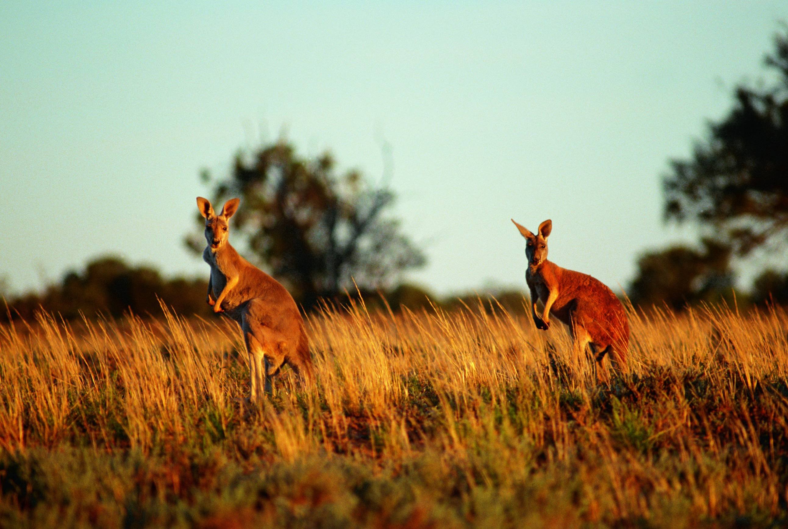 Lune de miel en Terre Australe - Ayers Rock - Darwin - Bamurru Plains - Ayers Rock - Darwin - Bamurru Plains
