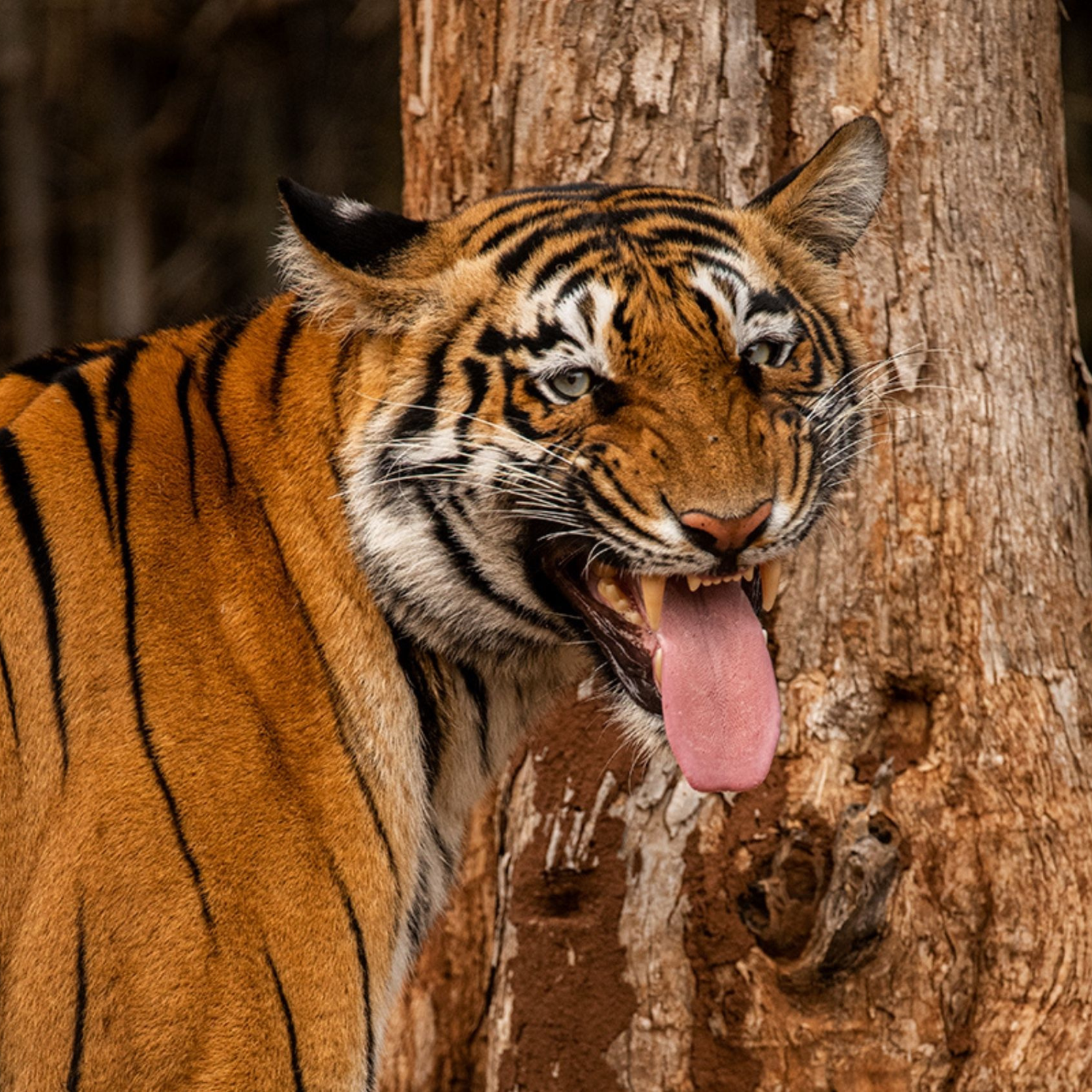 Pench- und Kanha-Tigerreservate: Erleben Sie die besten Tigersafaris in Indien - Transfer zum Pench Tiger Reserve - Tagesfoto