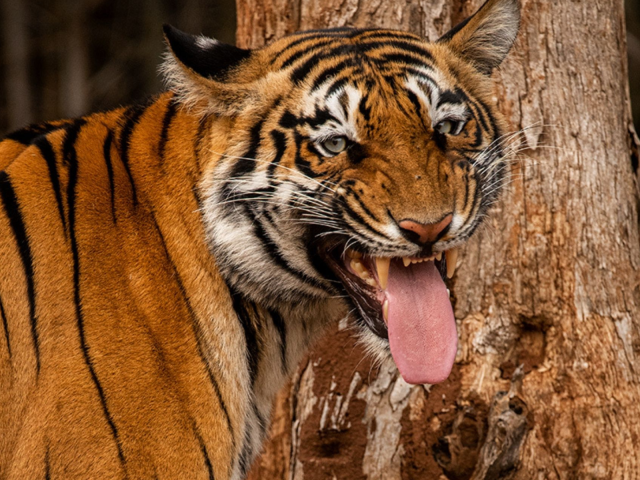 Reservas de Tigres de Pench e Kanha: Experimente os Melhores Safáris de Tigres na Índia