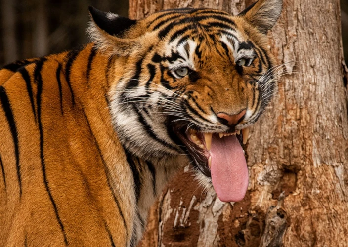 Pench- und Kanha-Tigerreservate: Erleben Sie die besten Tigersafaris in Indien - Transfer zum Pench Tiger Reserve - Tagesfoto