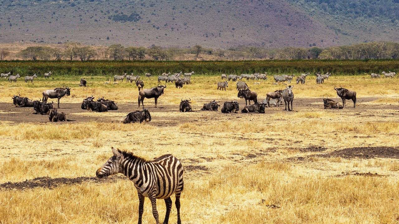 La traversée des gnous au Serengeti. - Ngorongoro - Serengeti central - Ngorongoro - Serengeti central