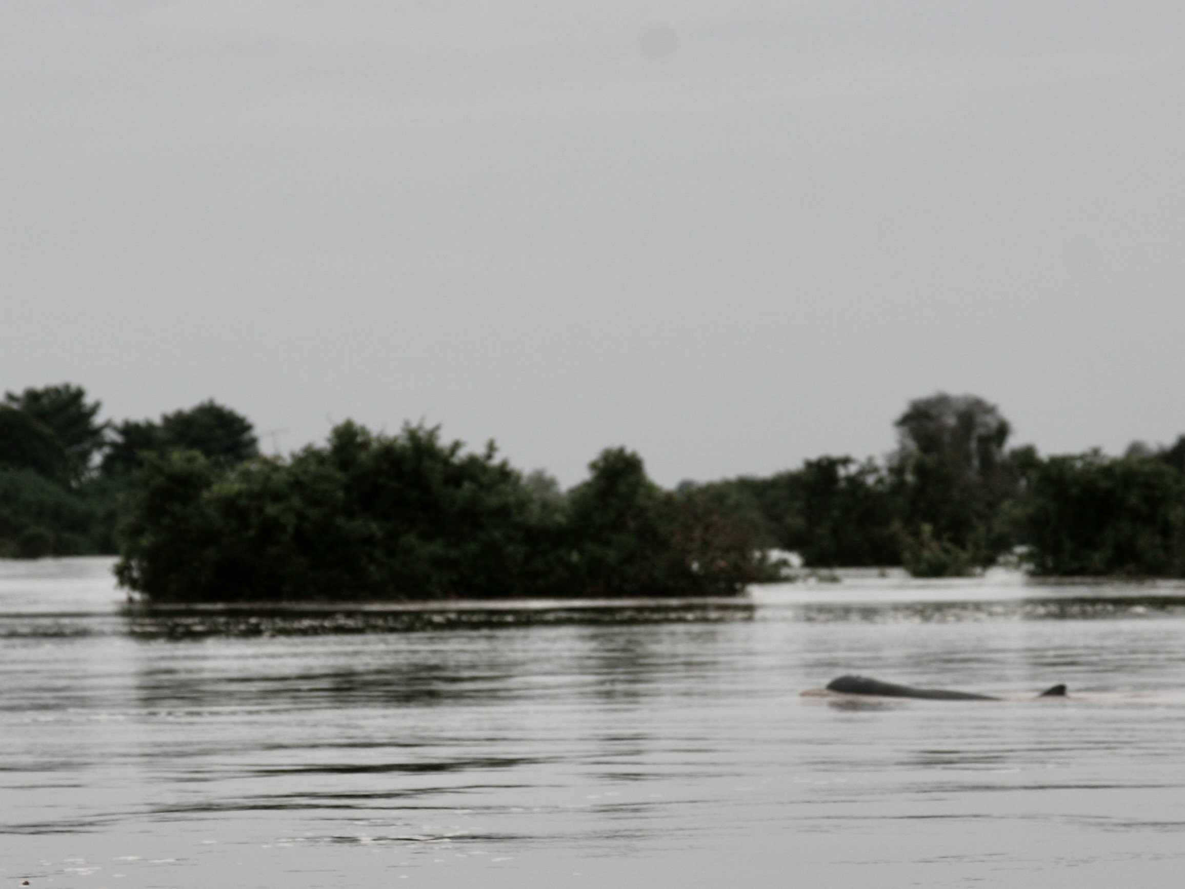 The loop around the lake + Kratie (dolphins) + Banteay Chmar - Kratie: immersion in authentic Cambodia and encounter with freshwater dolphins - Photo of the day