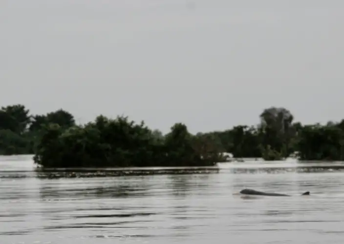 The loop around the lake + Kratie (dolphins) + Banteay Chmar - Kratie: immersion in authentic Cambodia and encounter with freshwater dolphins - Photo of the day