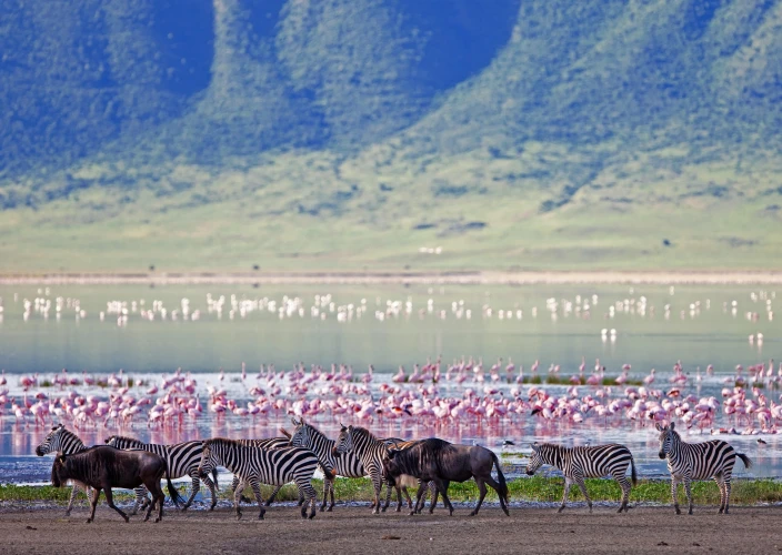 Simba Safari: Discover the Wild Side of Tanzania - Serengeti to Ngorongoro Conservation Area - Photo of the day