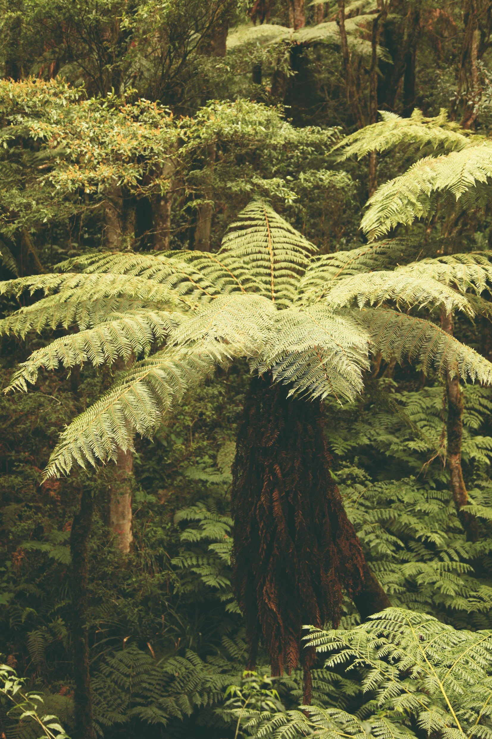 The great open spaces in Bolivia - Samaipata, forest of giant ferns, Amboró park and volcano refuge. - Samaipata, forêt de fougères géantes, parc Amboro et refuge des volcans