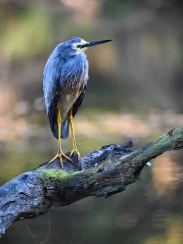 Luna de miel en Tierra Austral