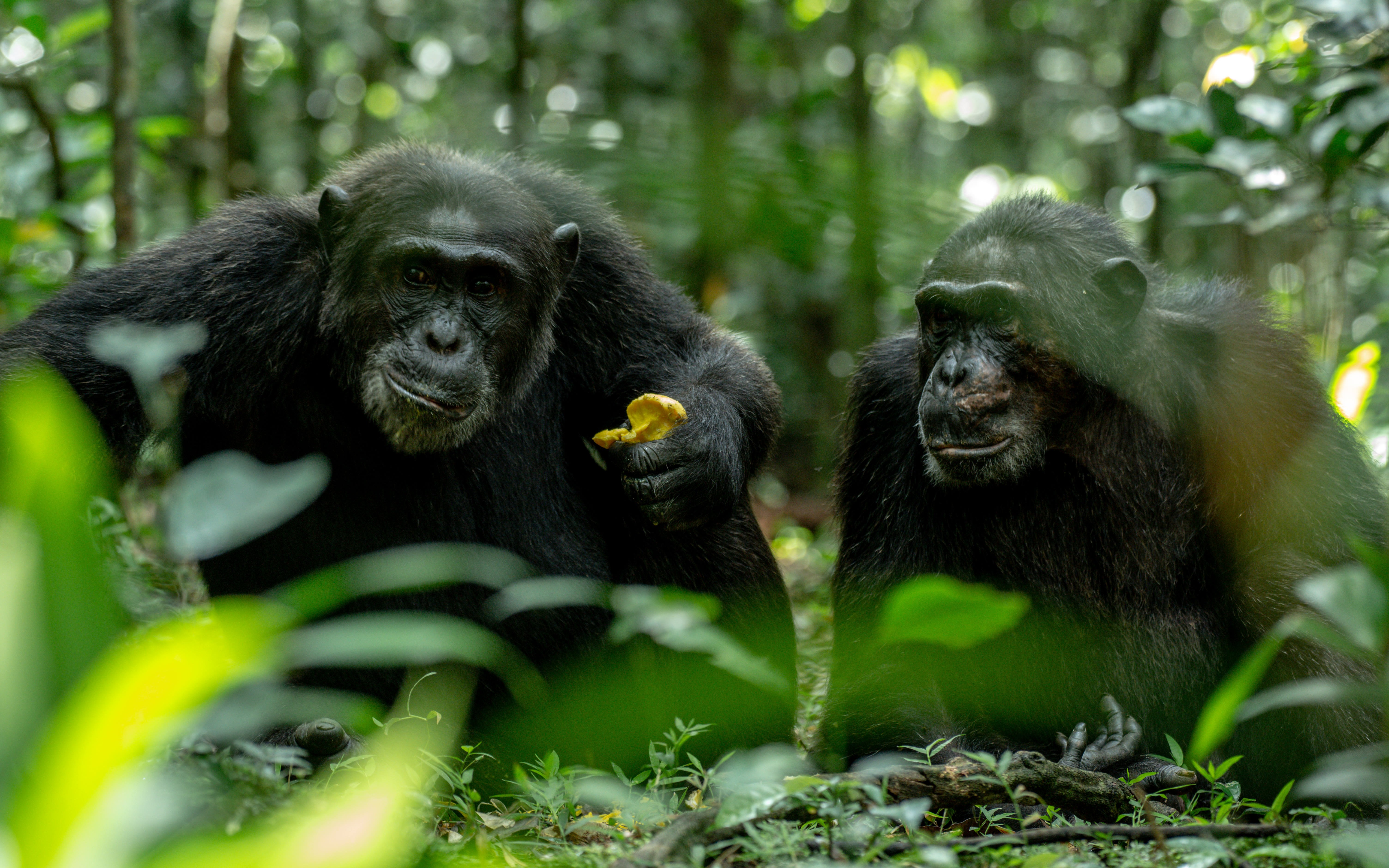12 jours en Ouganda, exclusif de milieu de gamme, avec gorilles et safari animalier. - Trekking avec des chimpanzés, promenade dans le marais de Bigodi. - Trekking avec des chimpanzés, promenade dans le marais de Bigodi