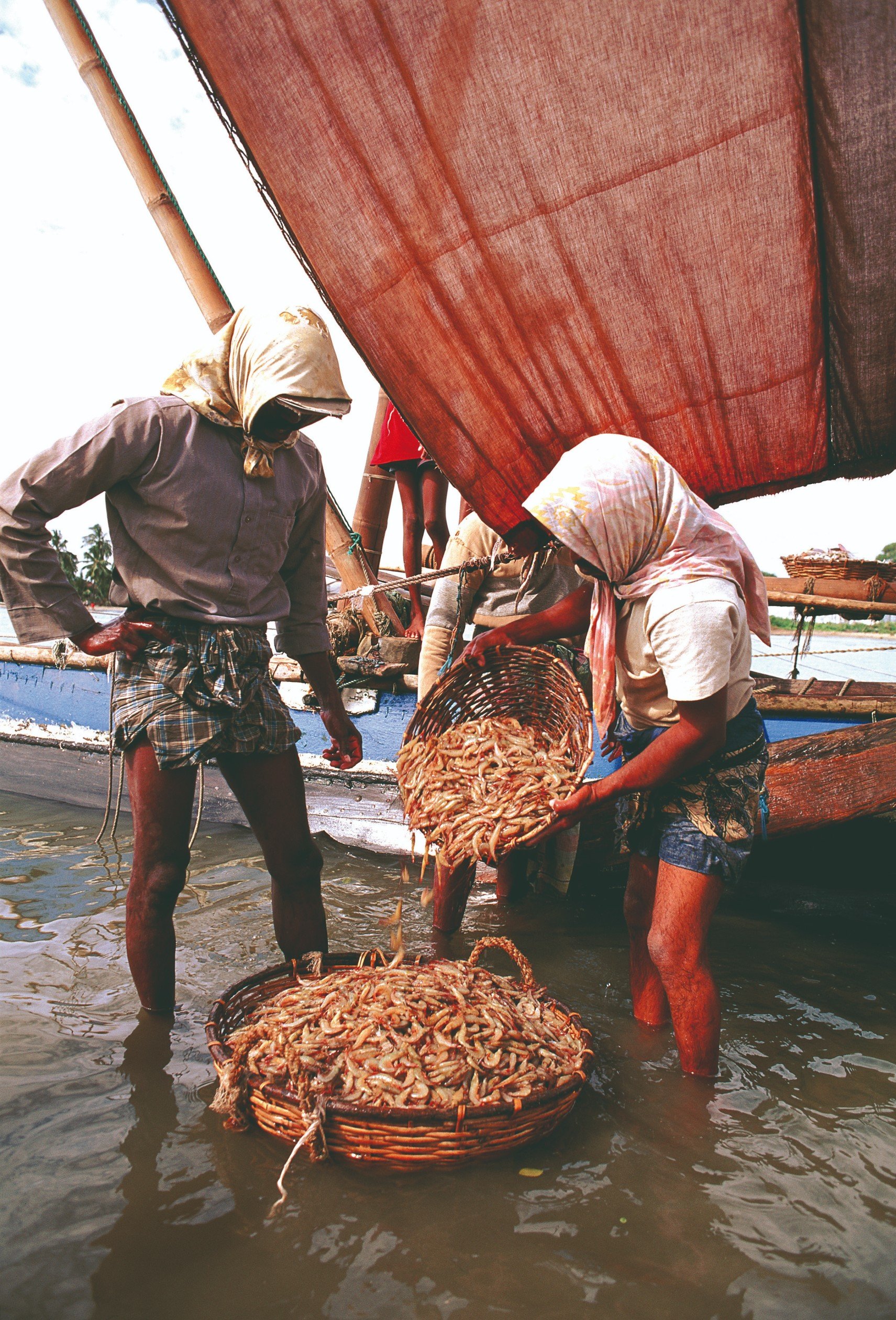 Well-being, relaxation and culture stay - Meeting the elephants - Negombo - Habarana - A la rencontre des éléphants - Negombo - Habarana