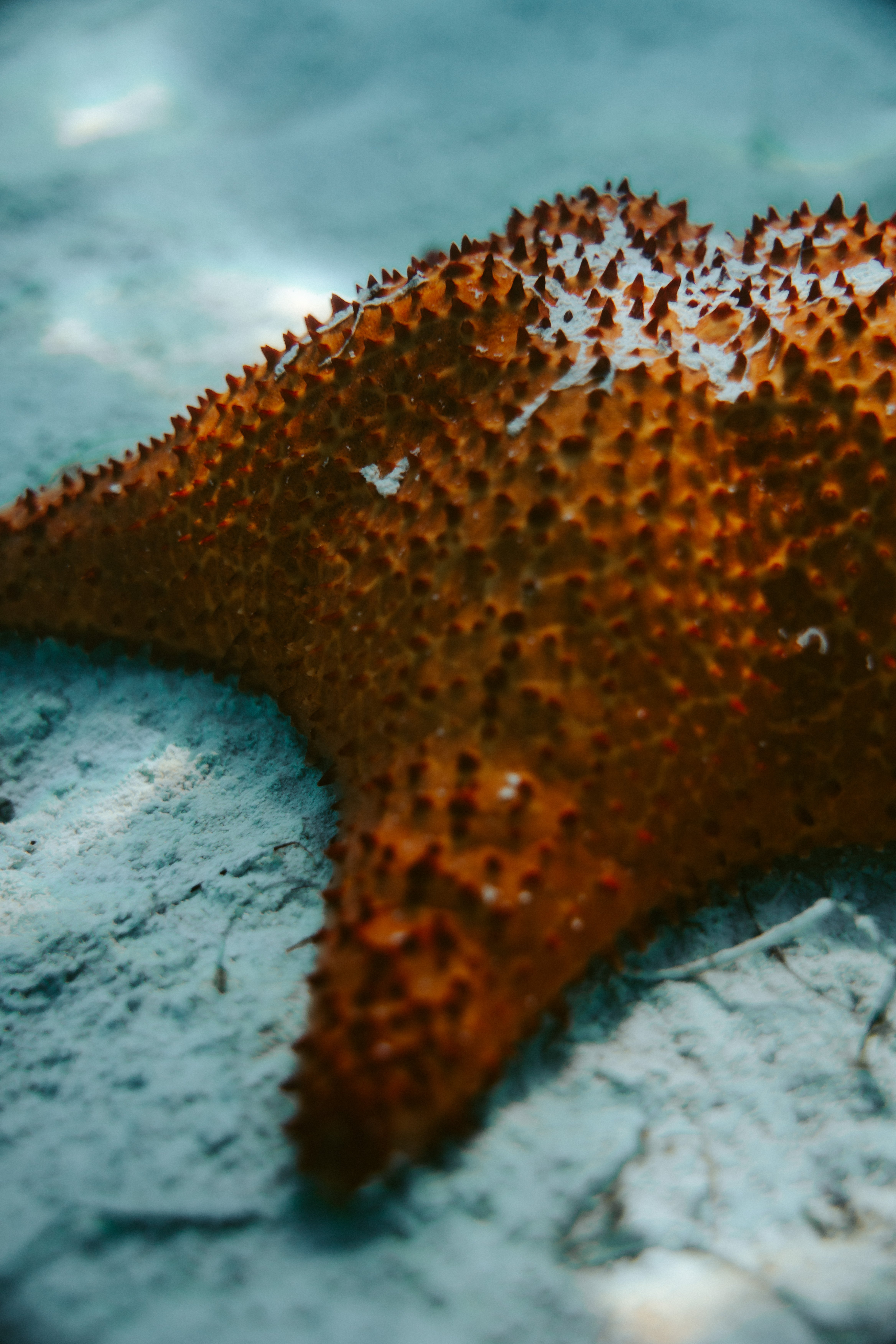 Bayahibe et Los Haitises - Ile de Saona en catamaran de luxe - Photo du jour