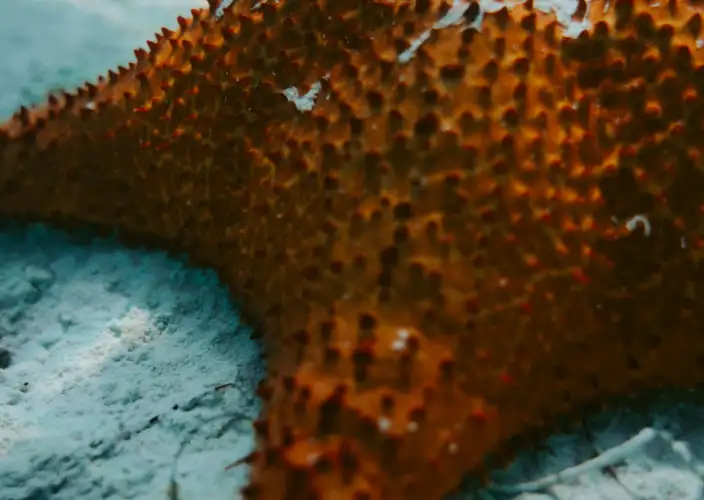 Bayahibe und Los Haitises - Insel Saona im luxuriösen Katamaran - Tagesfoto