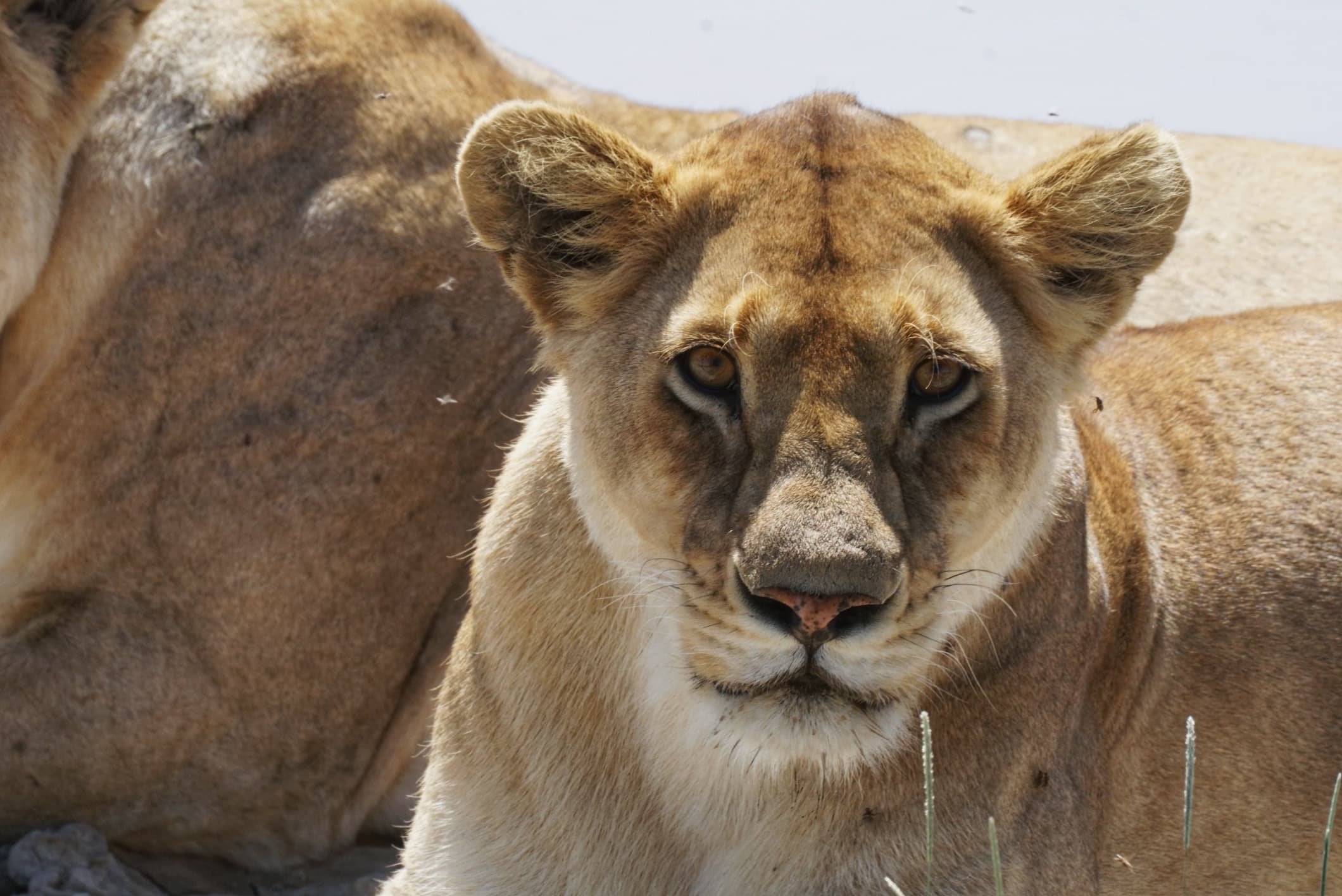 8 Jours Safari Grande Migration du Serengeti & Traversée de la Rivière Mara - Karatu – Arusha – JRO - Photo du jour