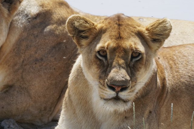 8 Giorni Safari della Grande Migrazione nel Serengeti e Attraversamento del Fiume Mara
