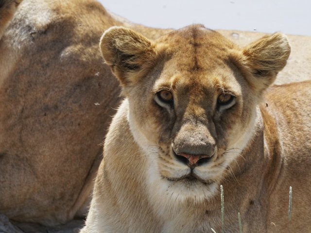8 Jours Safari Grande Migration du Serengeti & Traversée de la Rivière Mara