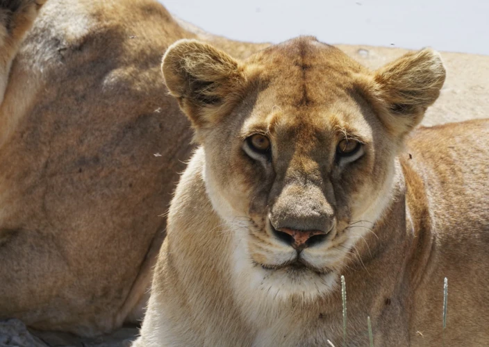 8 Days Serengeti Great Migration & Mara River Crossing Safari - Karatu – Arusha – JRO - Photo of the day