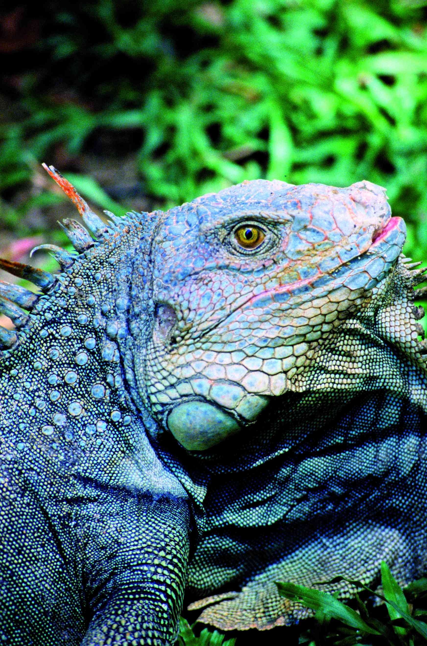 Merveilles naturelles du Costa Rica - Tarcoles - Aéroport Int. SJO (2h30) - Tarcoles - Aéroport Int. SJO (2h30)