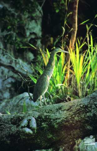 Natuurlijke wonderen van Costa Rica