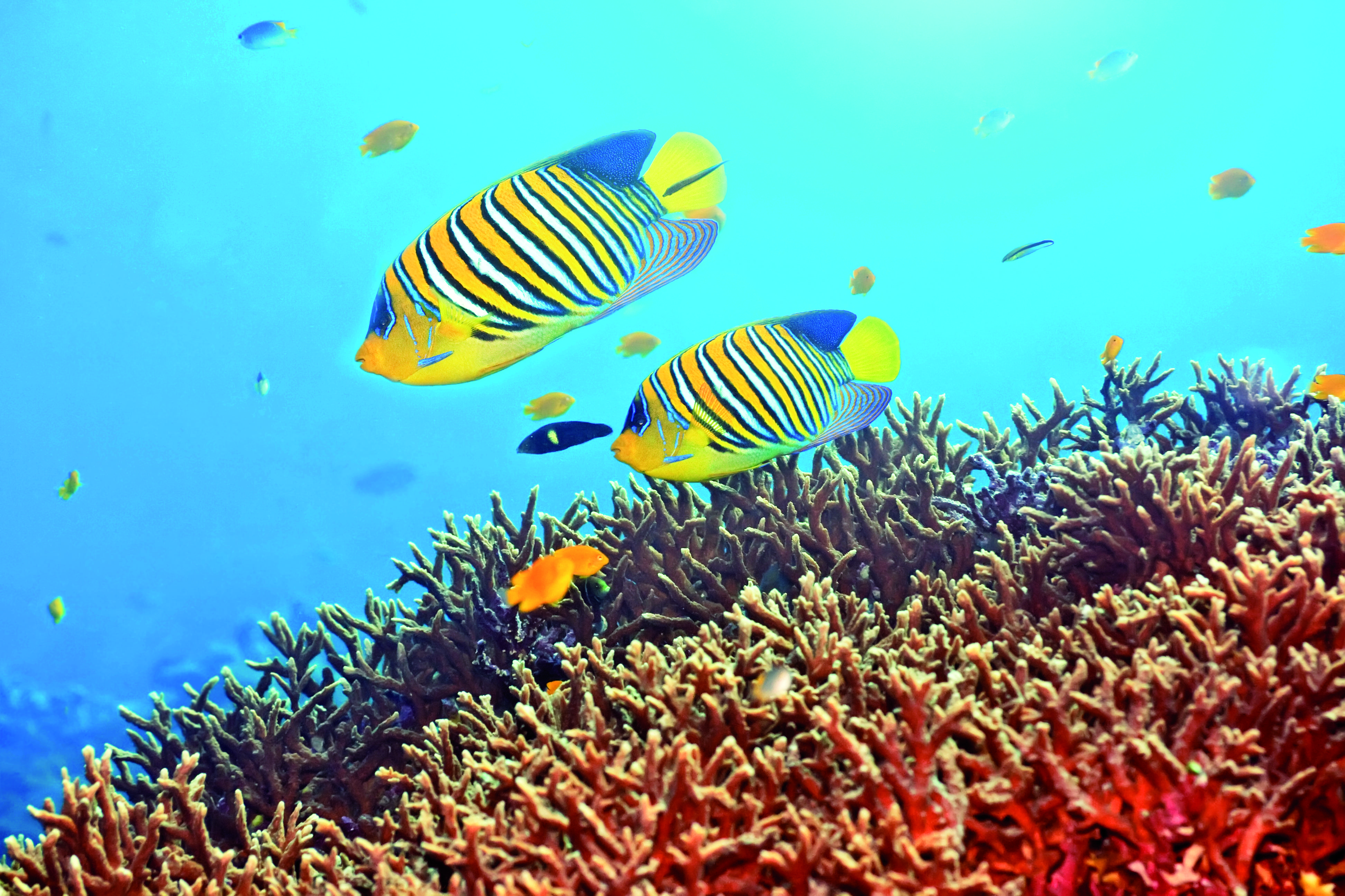 Een reis die je niet mag missen! - MALDIVEN - MALDIVES