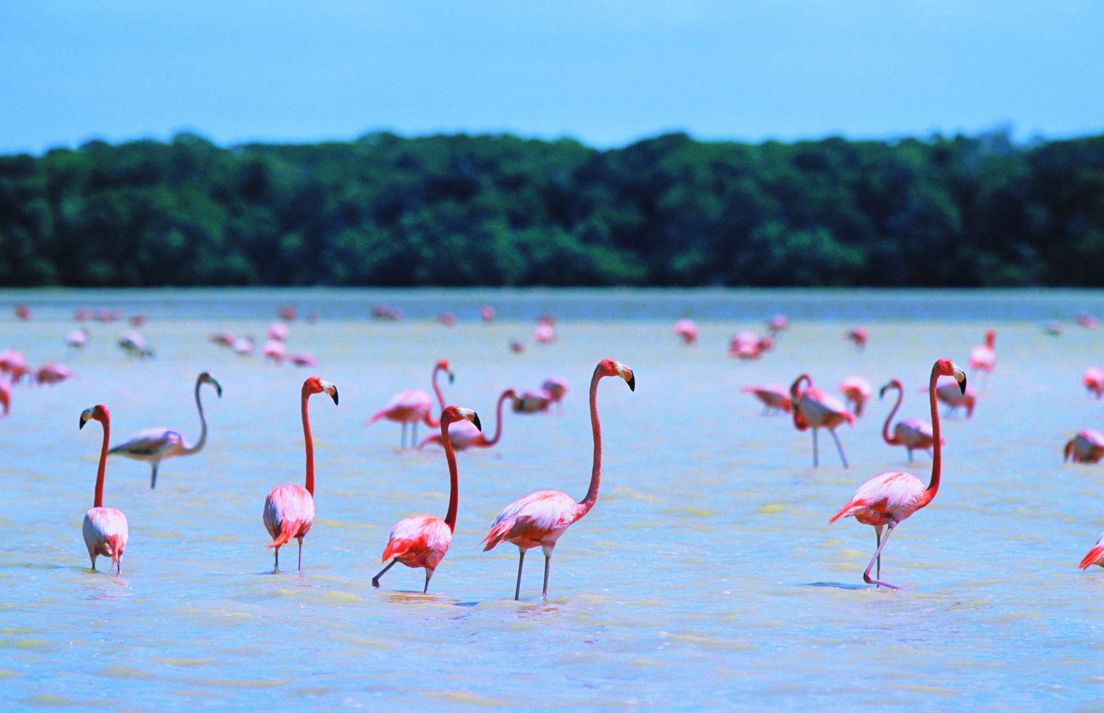 Zero-Waste-Route, Halbinsel Yucatán - Zwischen Mangroven und Flamingos in Celestún - Entre mangroves et flamands roses à Celestún