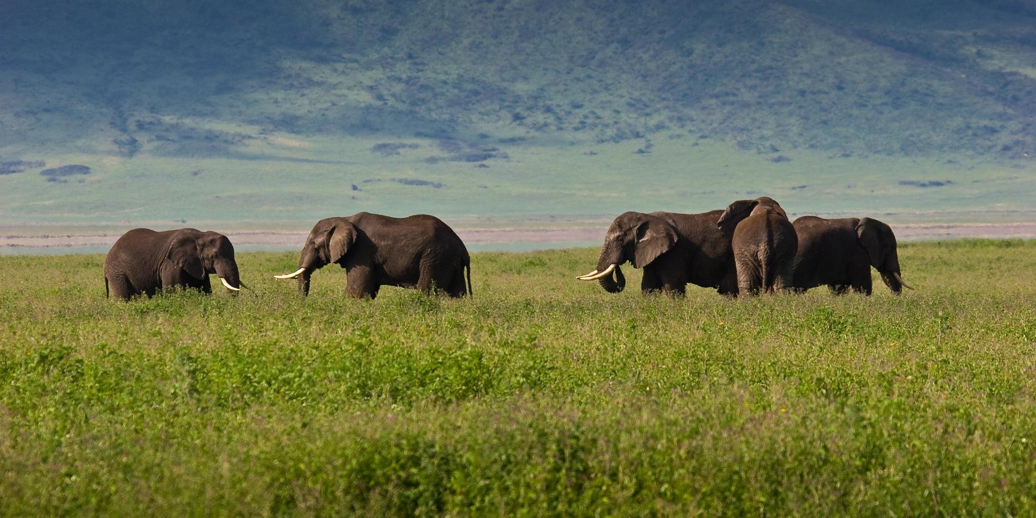 Esperienza di 5 giorni in Tanzania: Serengeti, Tarangire, Ngorongoro e Lago Manyara - Cratere di Ngorongoro ad Arusha - 5c71c0b12979a0a1ffb5de1288dc638a