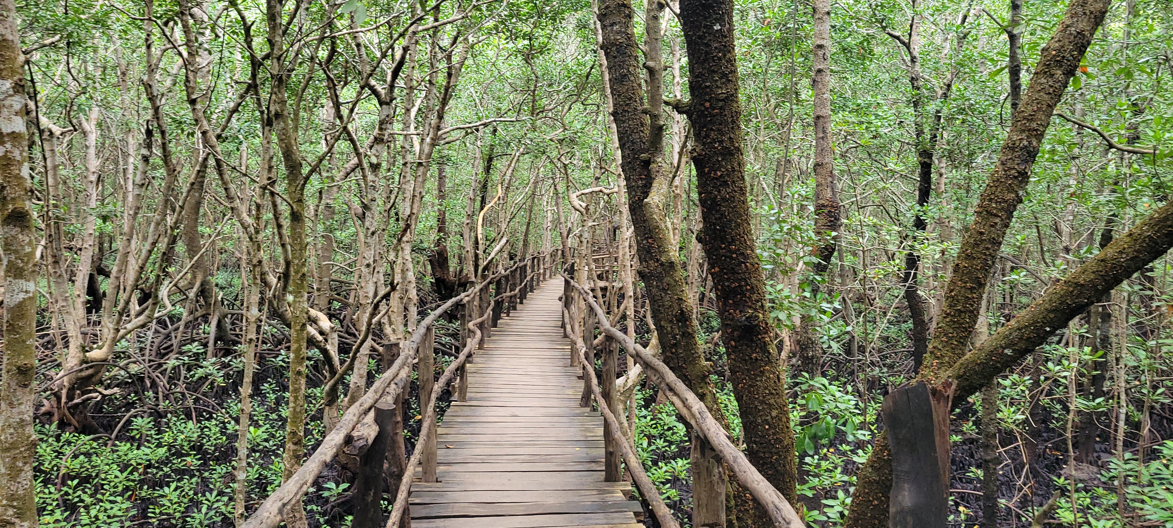 Remarkable Tanzania Safari Adventure - Jozani Forest Chakwa - Photo of the day