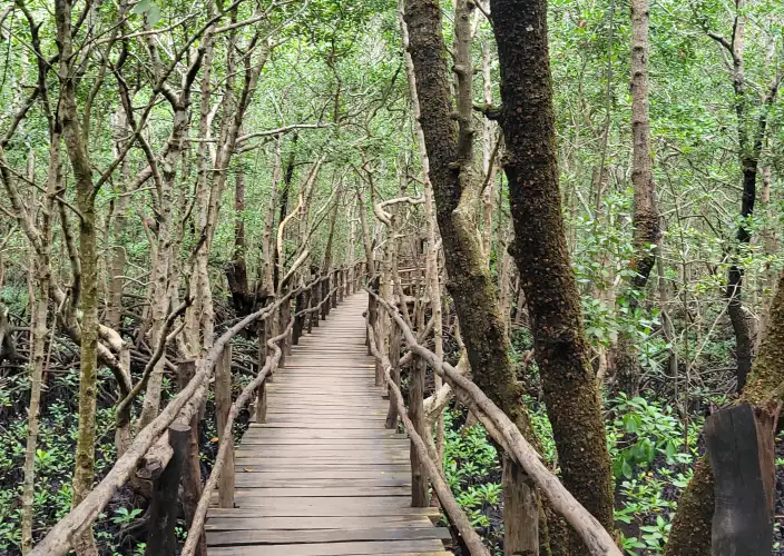 Remarkable Tanzania Safari Adventure - Jozani Forest Chakwa - Photo of the day