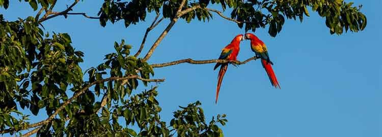 Itinéraire de 8 jours au Costa Rica - San José - vol vers Tortuguero et visite des canaux - San José - vol vers Tortuguero et visites des canaux