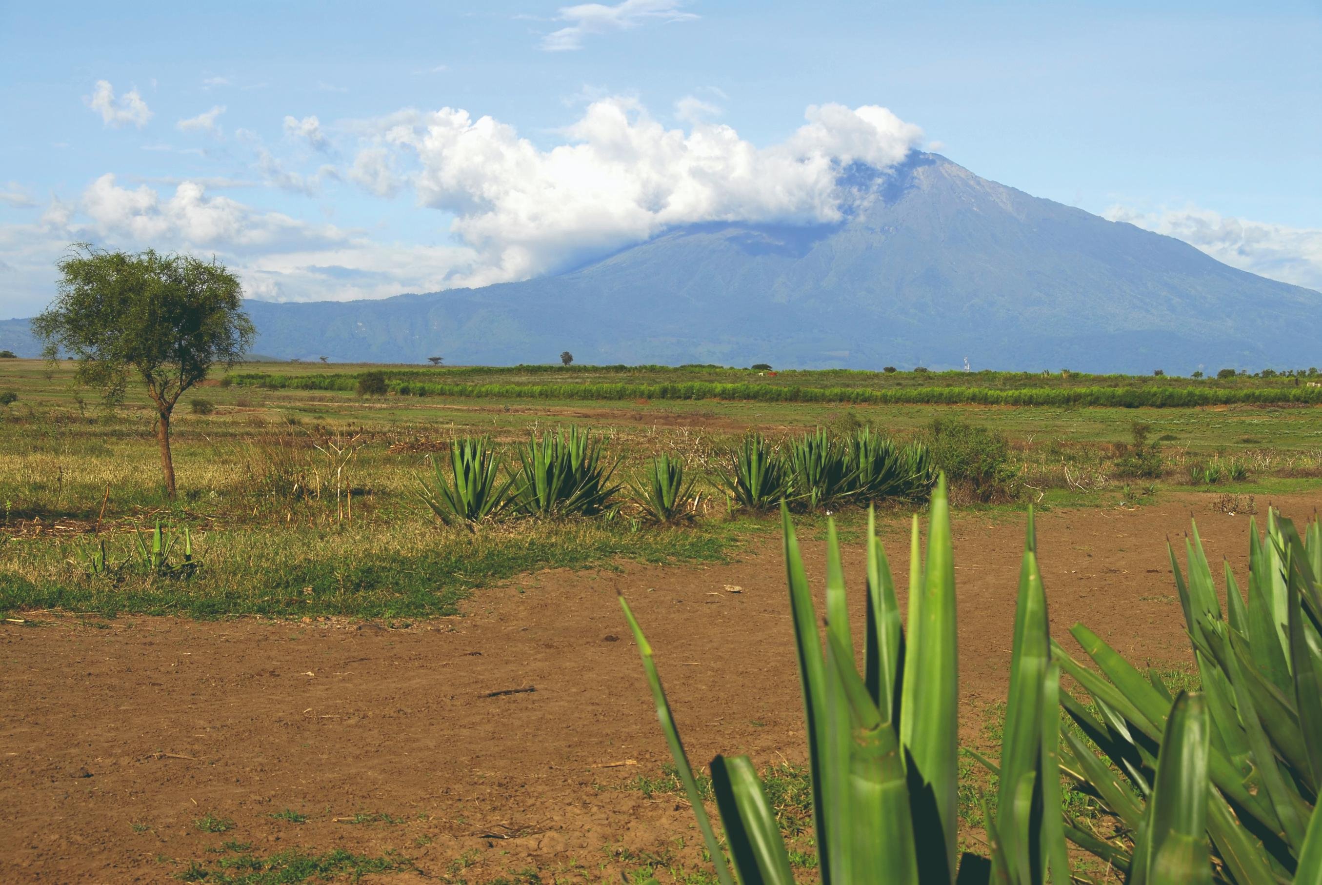 Les incontournables de la Tanzanie - Mweka Camp (1 800 m) - Arusha - Mweka camp (1800m) - Arusha