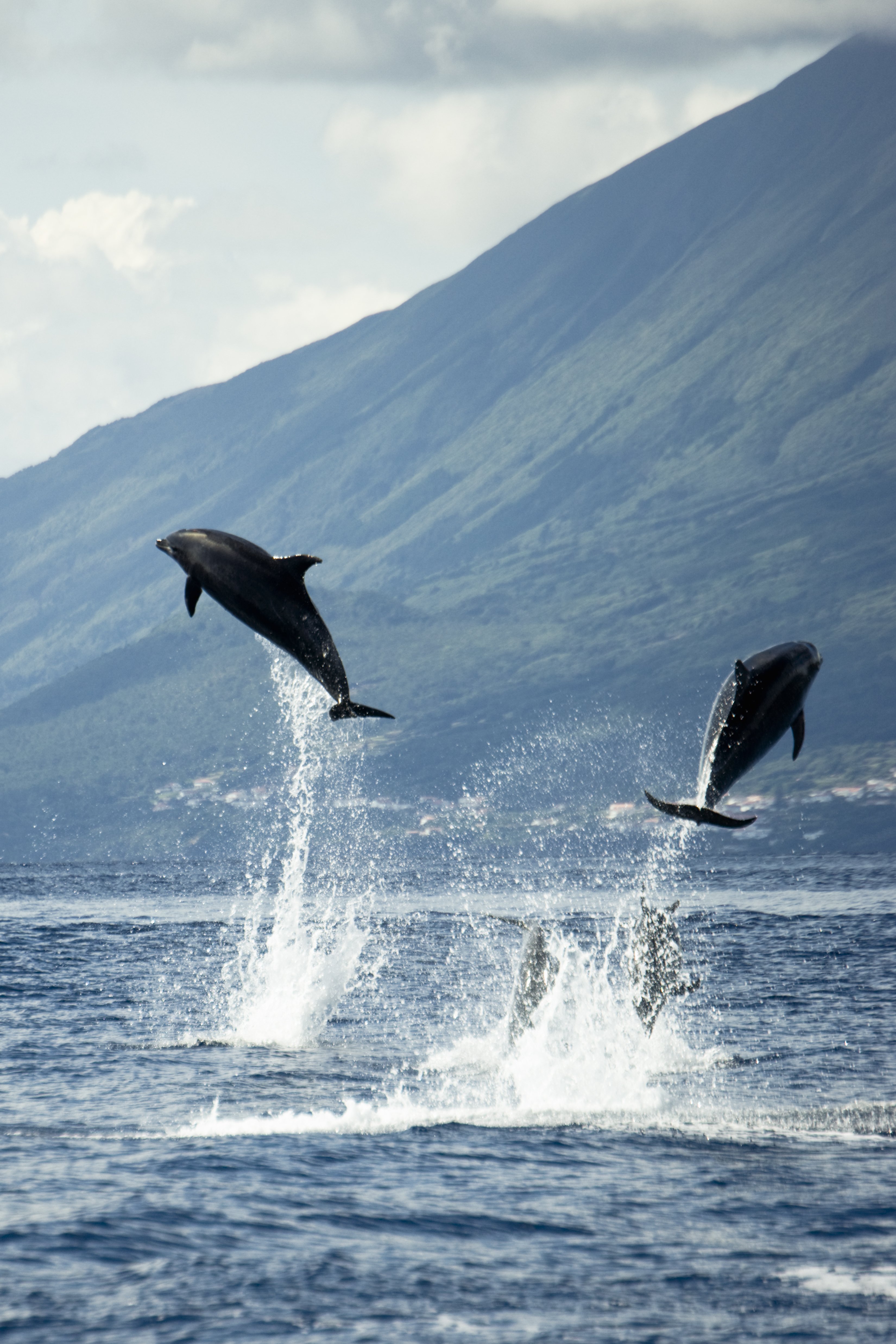 Oman, terre de contrastes - Sortie en mer - Sortie en Mer