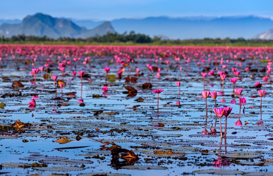 Land van delen in het zuiden van Thailand - Het spektakel van de waterlelies en vlucht - Foto van de dag