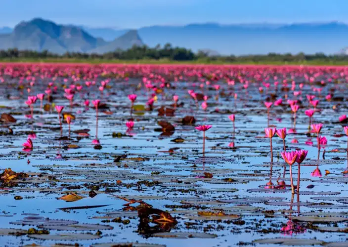 Land van delen in het zuiden van Thailand - Het spektakel van de waterlelies en vlucht - Foto van de dag