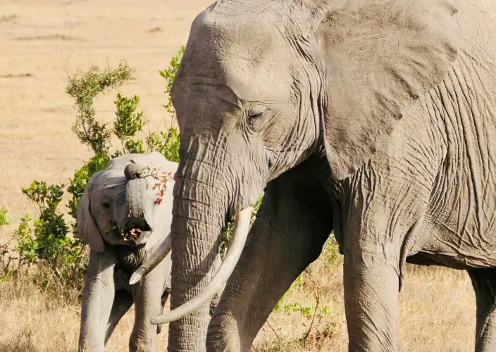 Safari de 5 días por el Circuito Norte en Tanzania - Serengeti de día completo - Foto del día