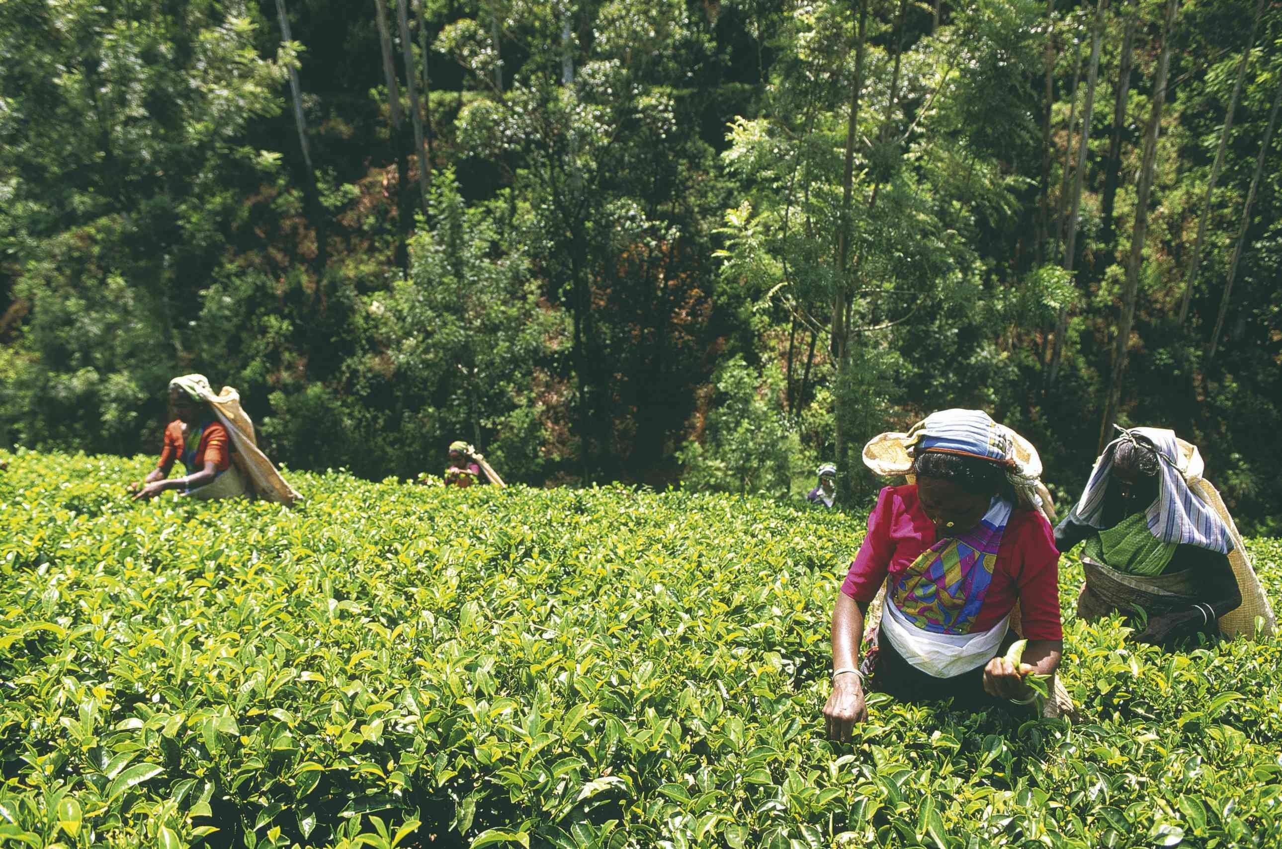 Nature et villages du Sri Lanka - Alentours d'ELLA : paysans du jour... - Alentours d'ELLA : Paysans du jour...