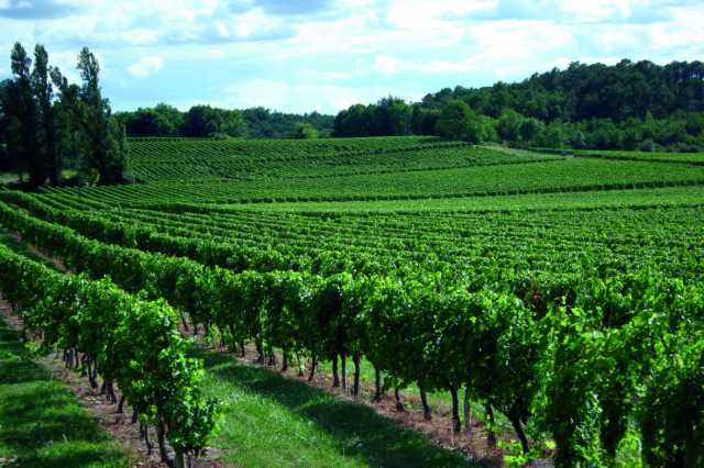 Saint-Émilion: puntare alla giusta annata.