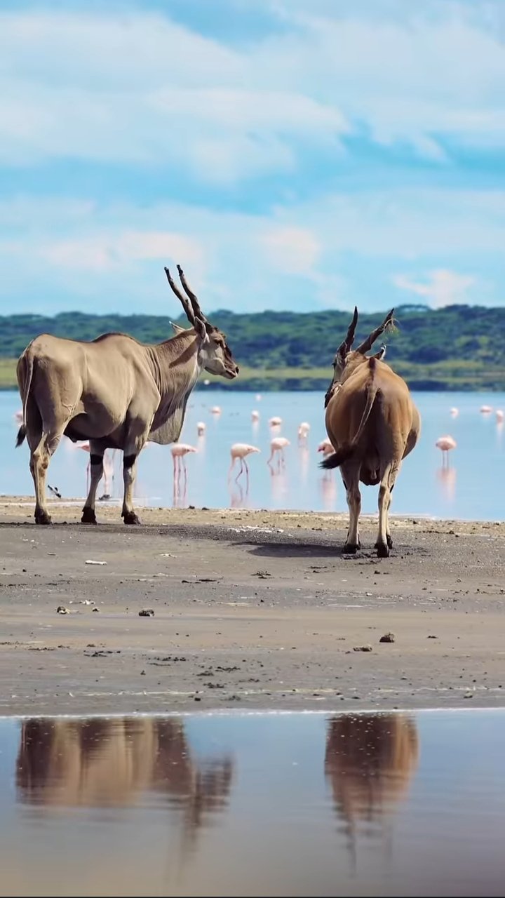 Remarkable Tanzania Safari Adventure - Ngorongoro Crater - Photo of the day