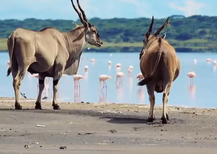 Remarkable Tanzania Safari Adventure - Ngorongoro Crater - Photo of the day