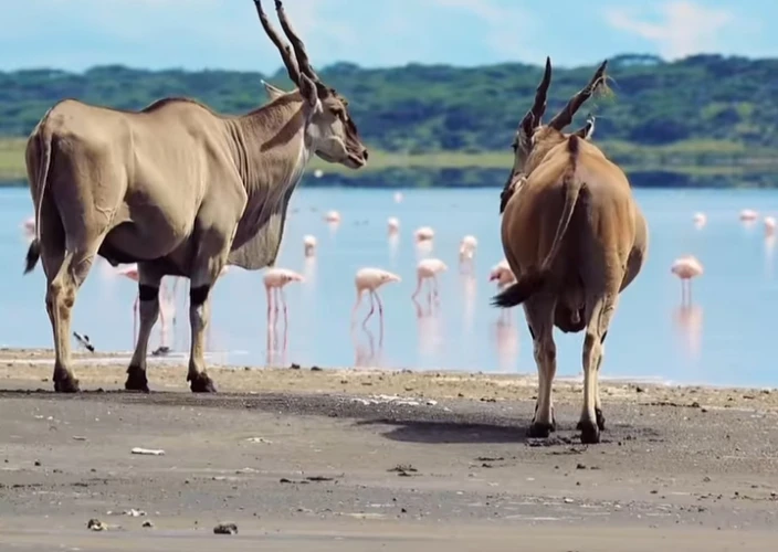 Opmerkelijk Tanzania Safari Avontuur - Ngorongoro Krater - Foto van de dag