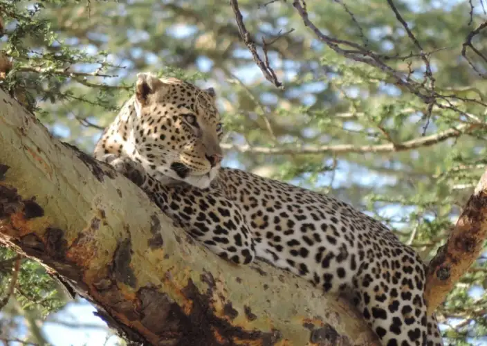 6 Días Tesoro de Tanzania Safari - Karatu Town - Serengeti NP - PC - Foto del día