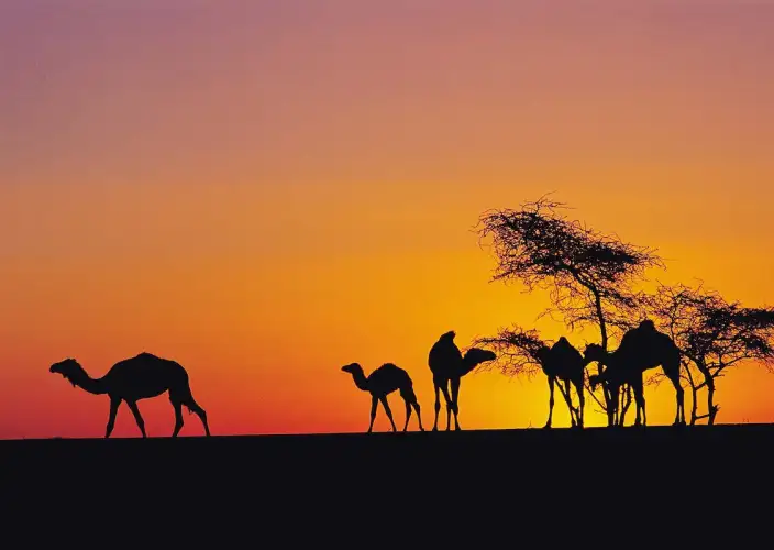 Chinguetti and the Erg Warane, immersion in the sands - From the end of the erg to the Tassili sandstones of Zerga - Tinouarderit