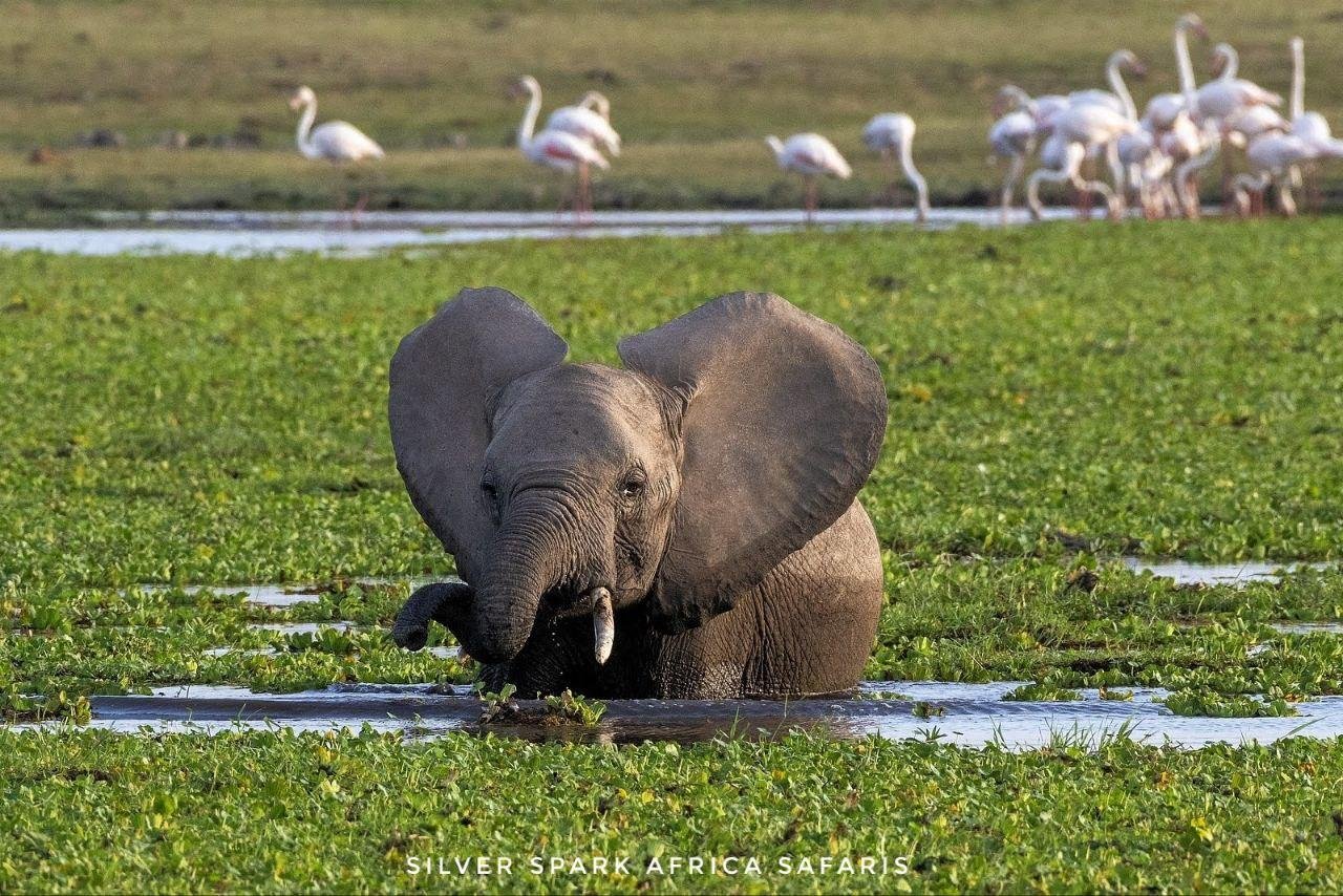 11-Day Serengeti, Maasai Mara, Tarangire, Amboseli Park - Amboseli National Park - 335ce4e3ca483f8ad70dbb43004f1c0b