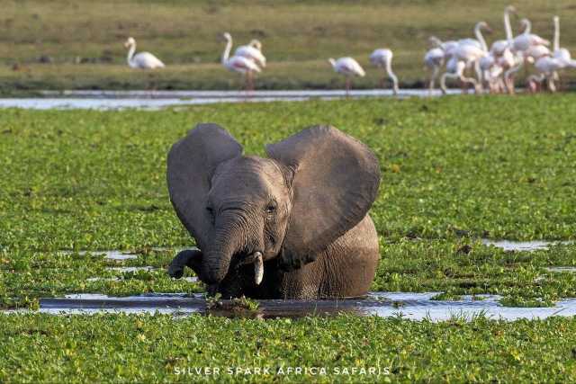 11-tägige Serengeti-, Maasai Mara-, Tarangire-, Amboseli-Park