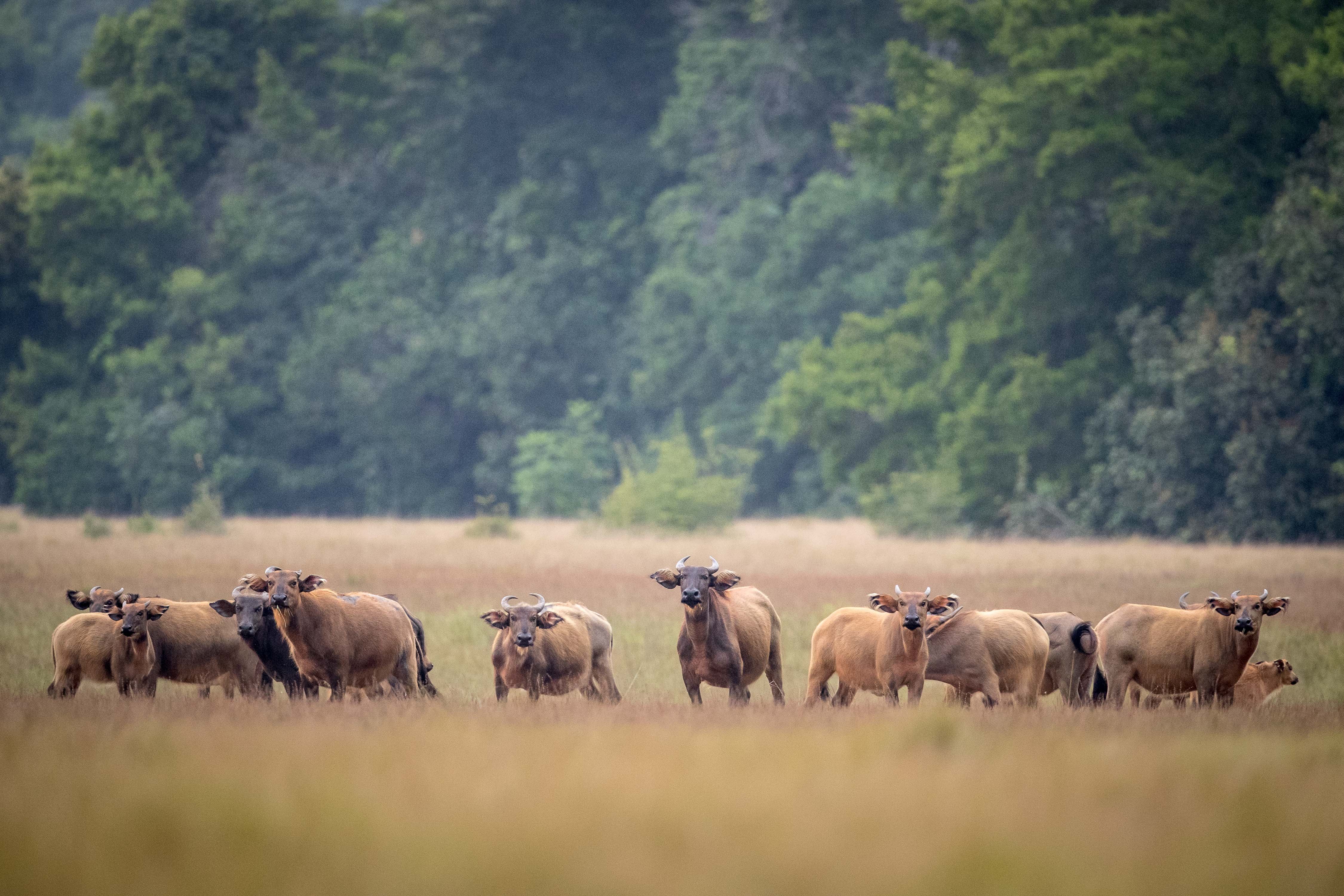 Experiência com Gorilas das Terras Baixas em África: Último Éden "GABÃO" - Descoberta do Parque nacional de Loango - Foto do dia