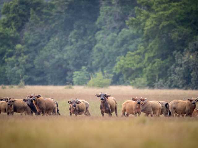 Experiência com Gorilas das Terras Baixas em África: Último Éden "GABÃO"
