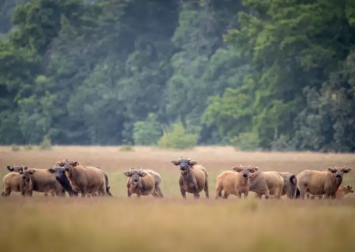 Experiência com Gorilas das Terras Baixas em África: Último Éden "GABÃO" - Descoberta do Parque nacional de Loango - Foto do dia