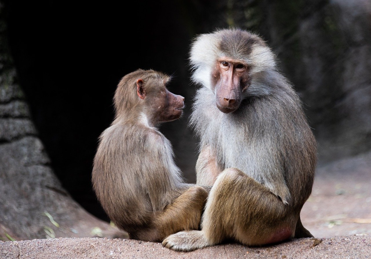 Private safari for couples and holidays in Zanzibar - From Tarangire to Serengeti National Park - Du Tarangire au parc national du Serengeti